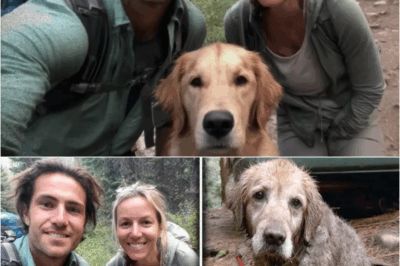 S – Mother and Son Vanished in Yosemite – 8 Months Later, Their DOG Returns Alone With THIS…